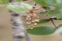 Boswellia serrata